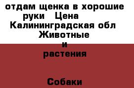 отдам щенка в хорошие руки › Цена ­ 100 - Калининградская обл. Животные и растения » Собаки   